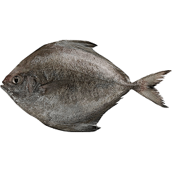 ماهی کفشک فله